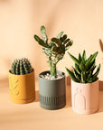 Etch Planter Salt