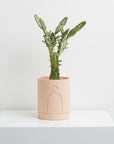 Etch Planter Salt