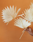 White Sun Palms